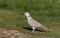 Vanadzor Bus Station